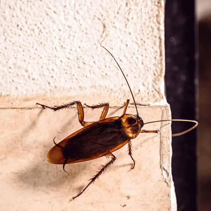 Cucaracha en casa